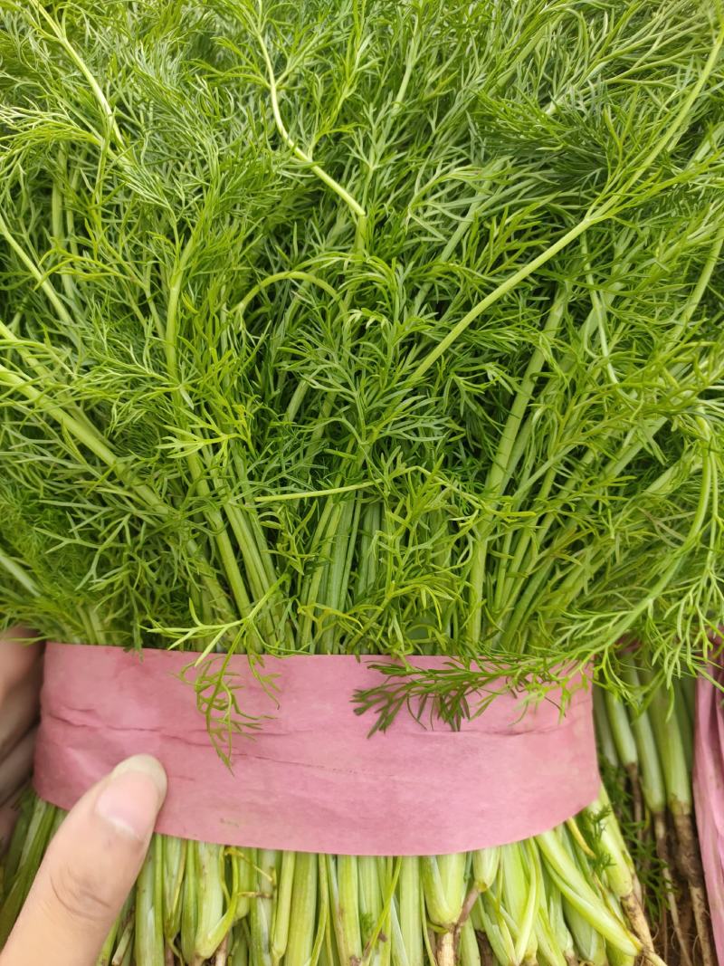 精品茴香，本地优质茴香，各种规格品类都有，