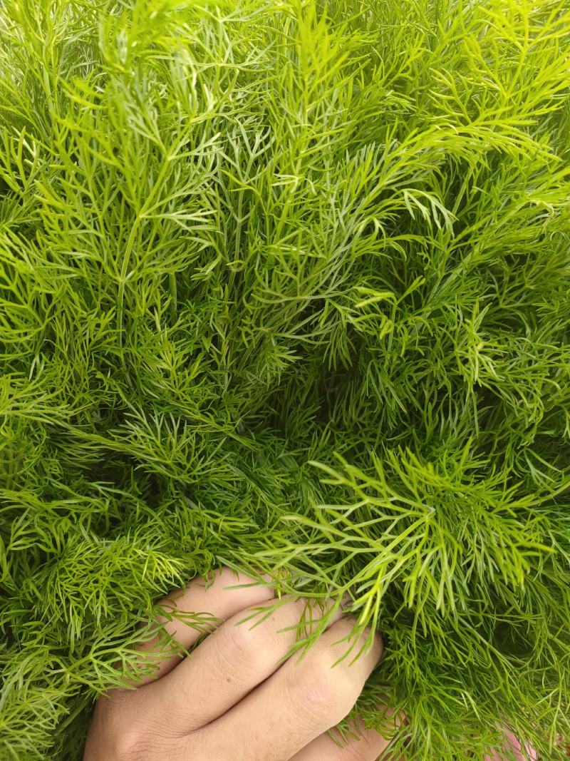 精品茴香，本地优质茴香，各种规格品类都有，