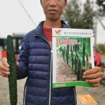 寿光传奇899黄瓜种子全雌油亮越冬早春把短头圆带瓜强