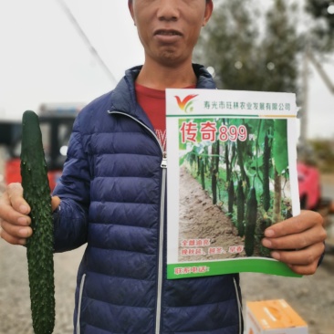 寿光传奇899黄瓜种子全雌油亮越冬早春把短头圆带瓜强
