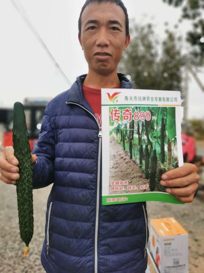 寿光传奇899黄瓜种子全雌油亮越冬早春把短头圆带瓜强