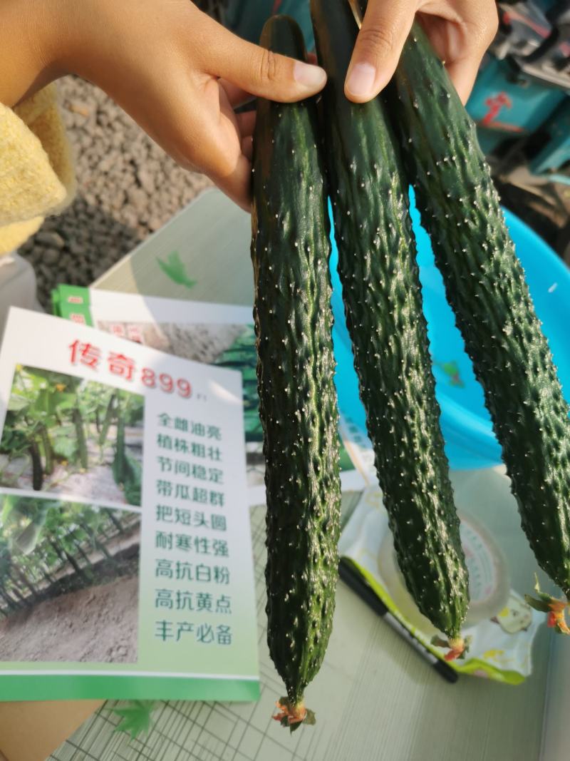 寿光传奇899黄瓜种子全雌油亮越冬早春把短头圆带瓜强