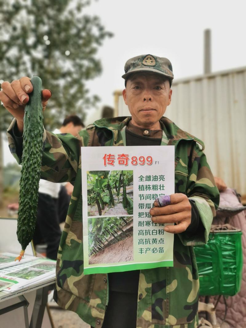 寿光传奇899黄瓜种子全雌油亮越冬早春把短头圆带瓜强