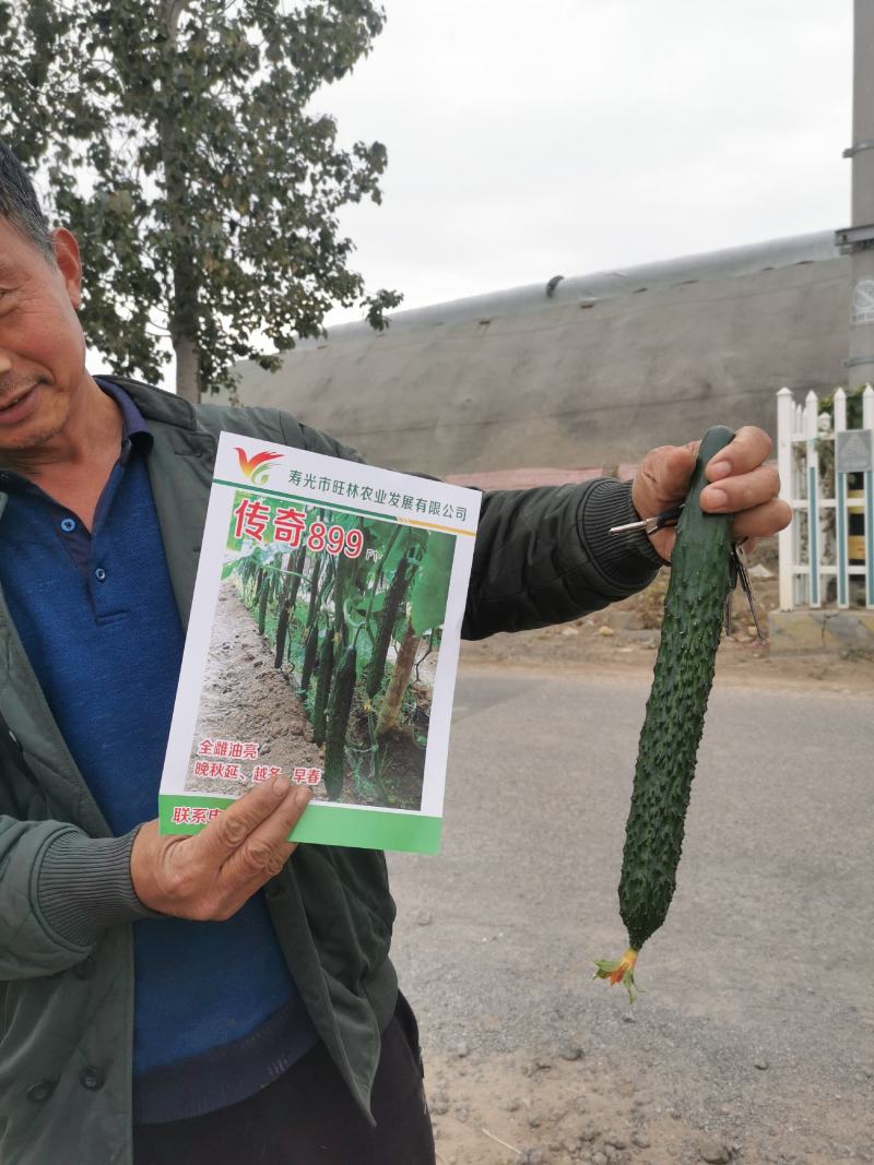 寿光传奇899黄瓜种子全雌油亮越冬早春把短头圆带瓜强