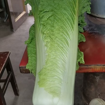 白菜，白菜，吃火锅少不了的白菜，需要的联系哈