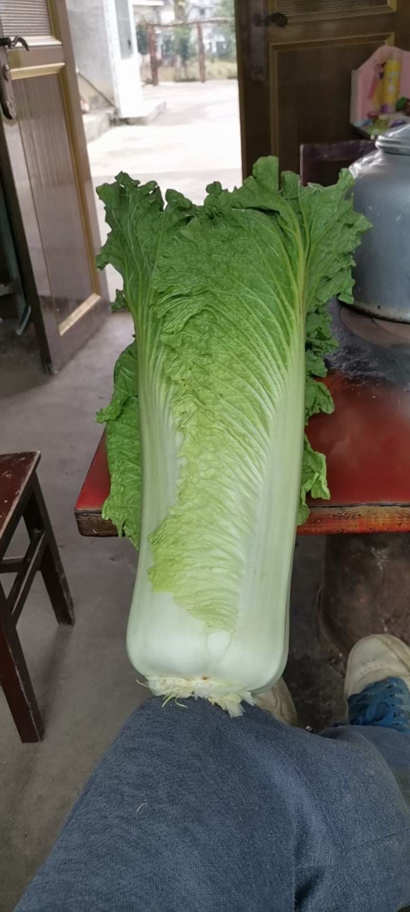 白菜，白菜，吃火锅少不了的白菜，需要的联系哈