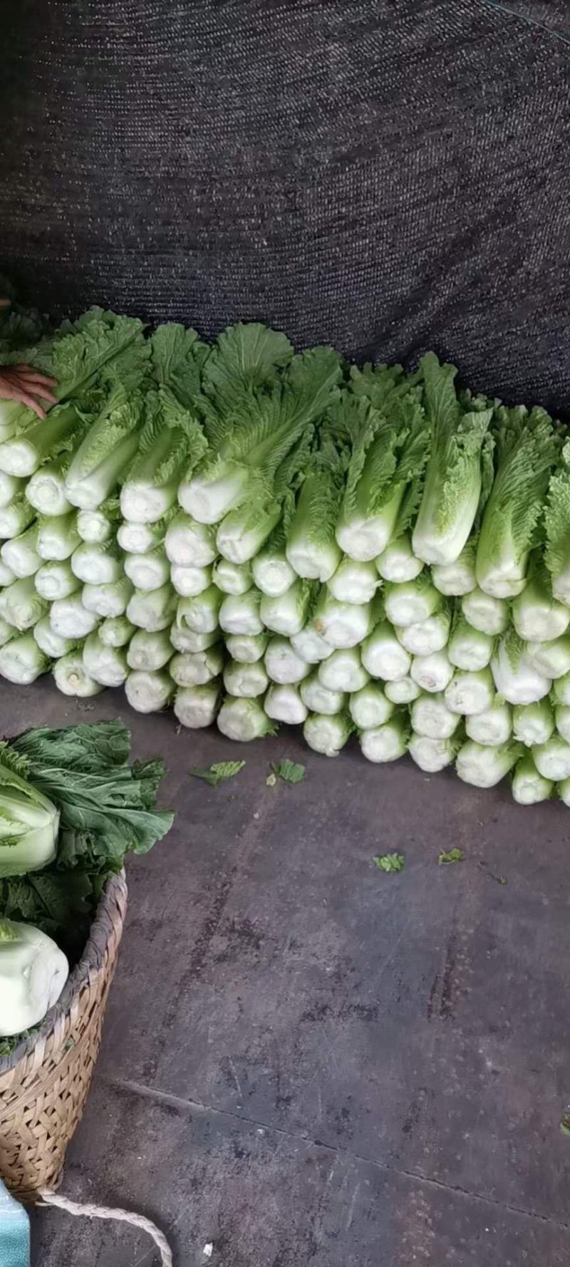 白菜，白菜，吃火锅少不了的白菜，需要的联系哈