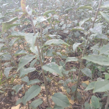 海棠苗小苹果苗山丁子嫁接苹果粘木苗