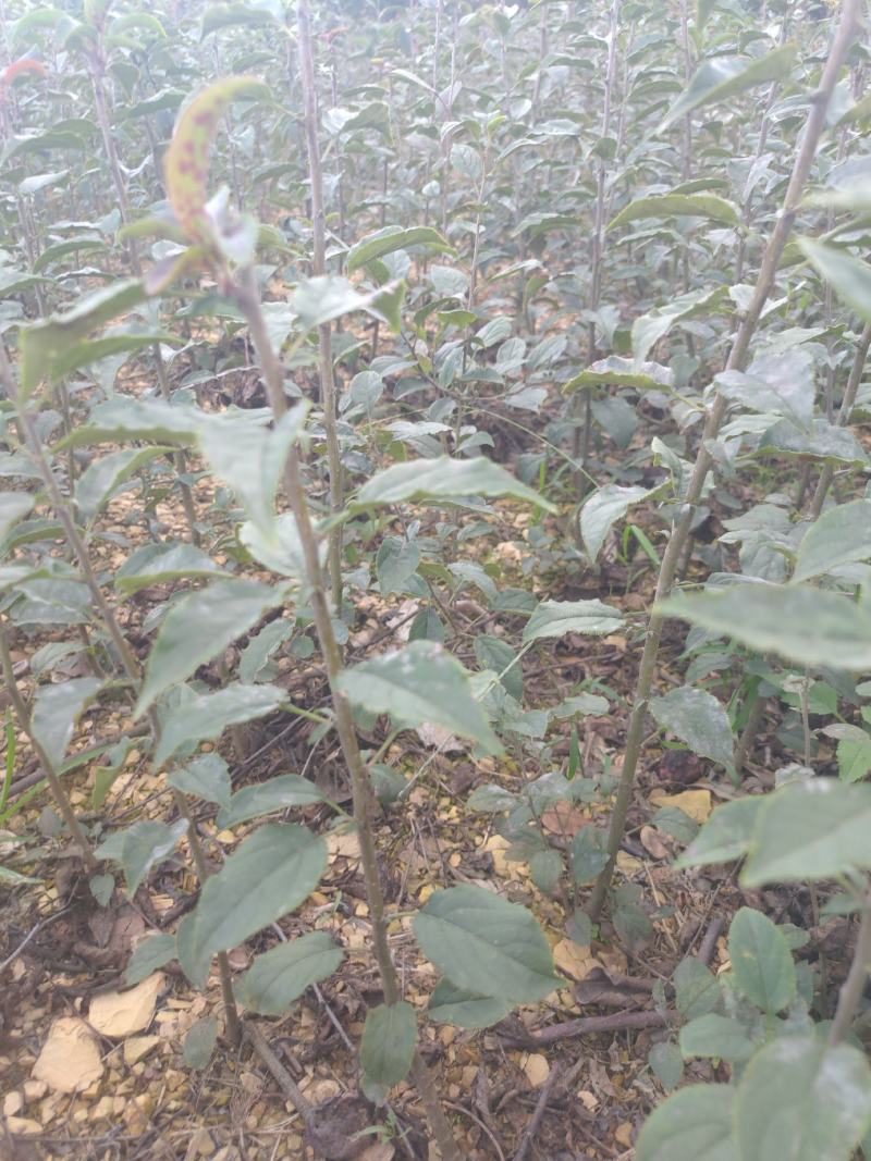 海棠苗小苹果苗山丁子嫁接苹果粘木苗