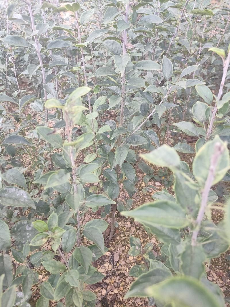 海棠苗小苹果苗山丁子嫁接苹果粘木苗