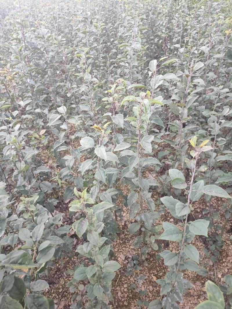 海棠苗小苹果苗山丁子嫁接苹果粘木苗