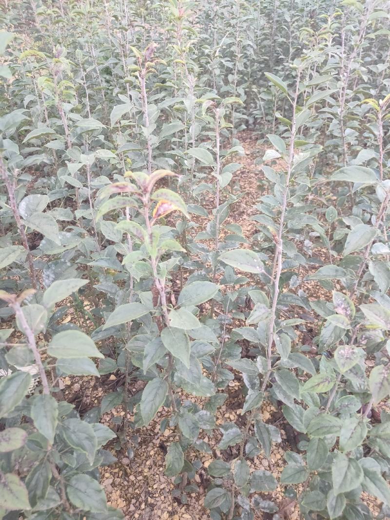 海棠苗小苹果苗山丁子嫁接苹果粘木苗