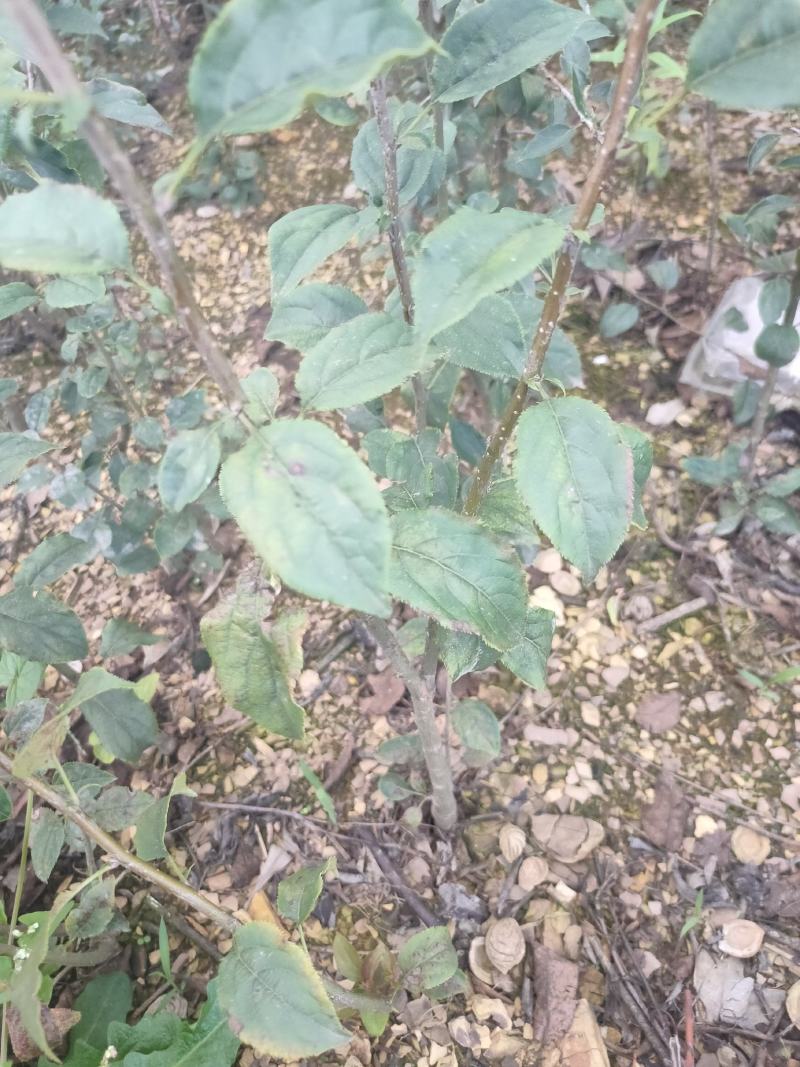 海棠苗小苹果苗山丁子嫁接苹果粘木苗