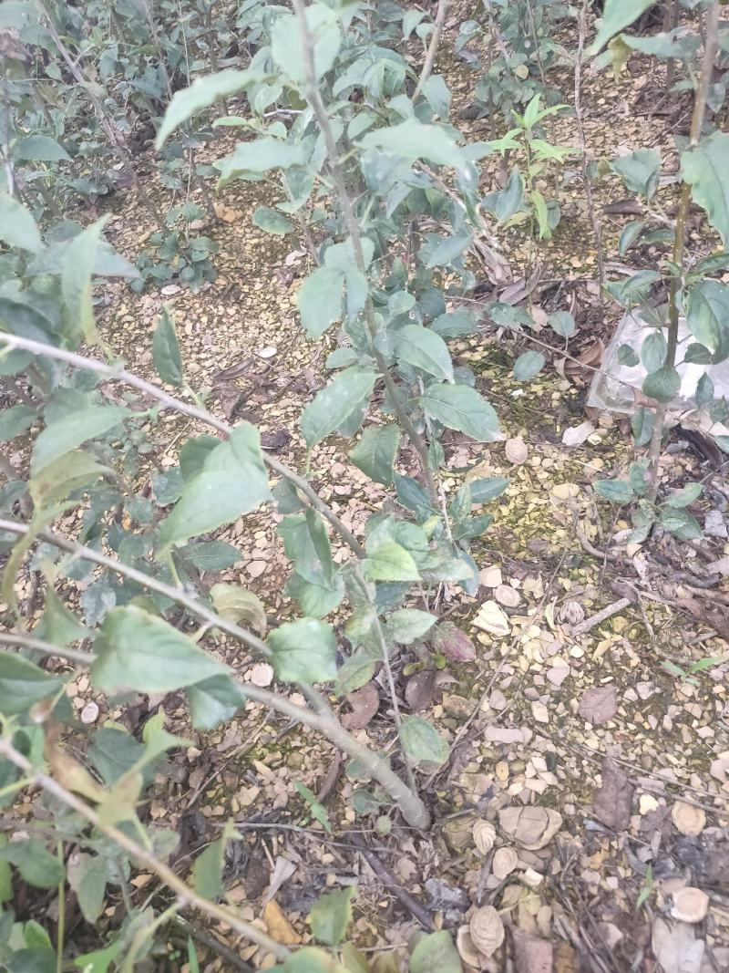海棠苗小苹果苗山丁子嫁接苹果粘木苗