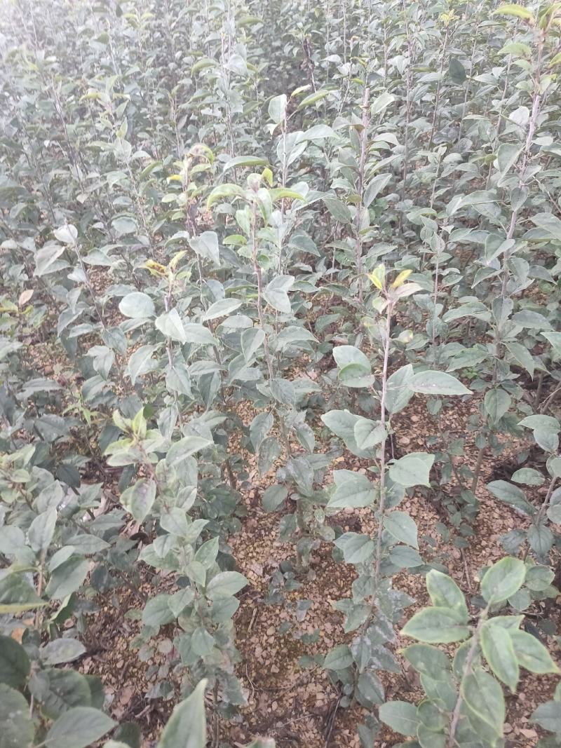 海棠苗小苹果苗山丁子嫁接苹果粘木苗