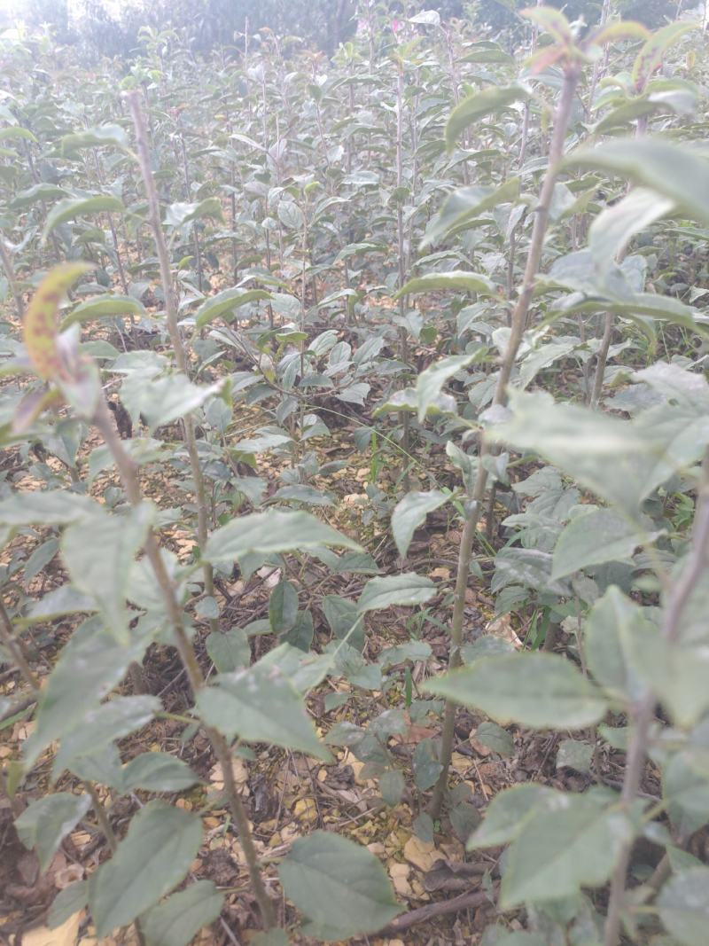 海棠苗小苹果苗山丁子嫁接苹果粘木苗