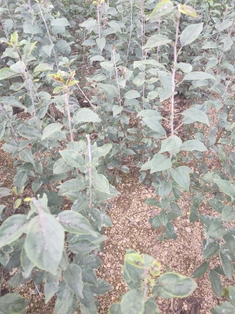 海棠苗小苹果苗山丁子嫁接苹果粘木苗