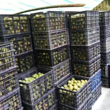 罗汉果鲜果展示一首货源产地直发质量保证同行可批