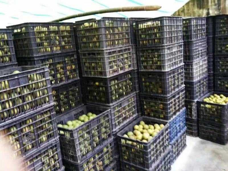 罗汉果鲜果展示一首货源产地直发质量保证同行可批
