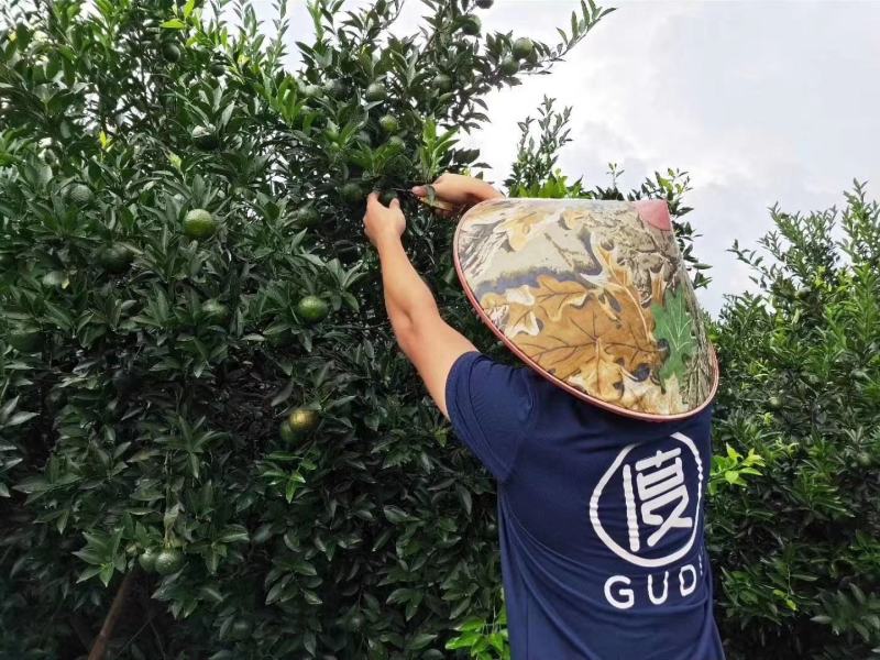 小青柑买一送一梅江圈枝小青柑甜润滑厚300克一罐