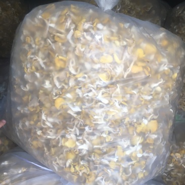 榆黄蘑干品，颜色鲜艳质量保证