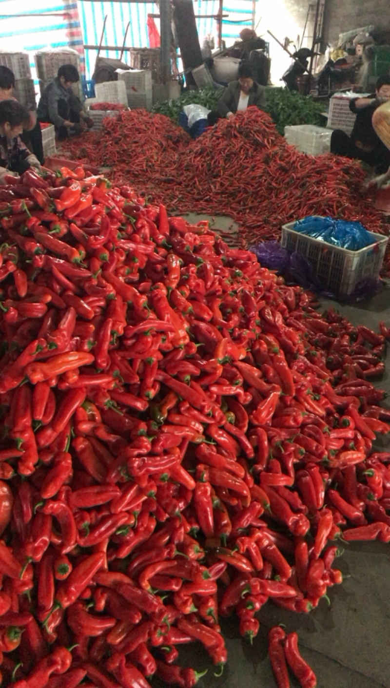 红椒15~20厘米红中辣大量精品上市