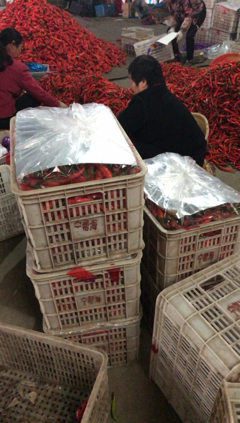 红椒15~20厘米红中辣大量精品上市