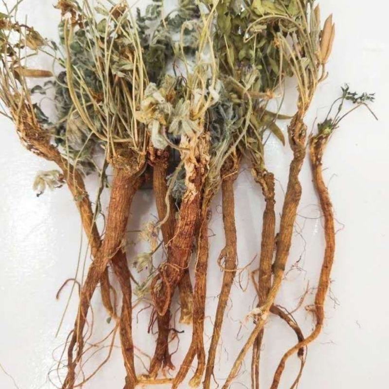 萝卜地丁中药材甜地丁野萝卜甜地丁，下单就送花茶一袋