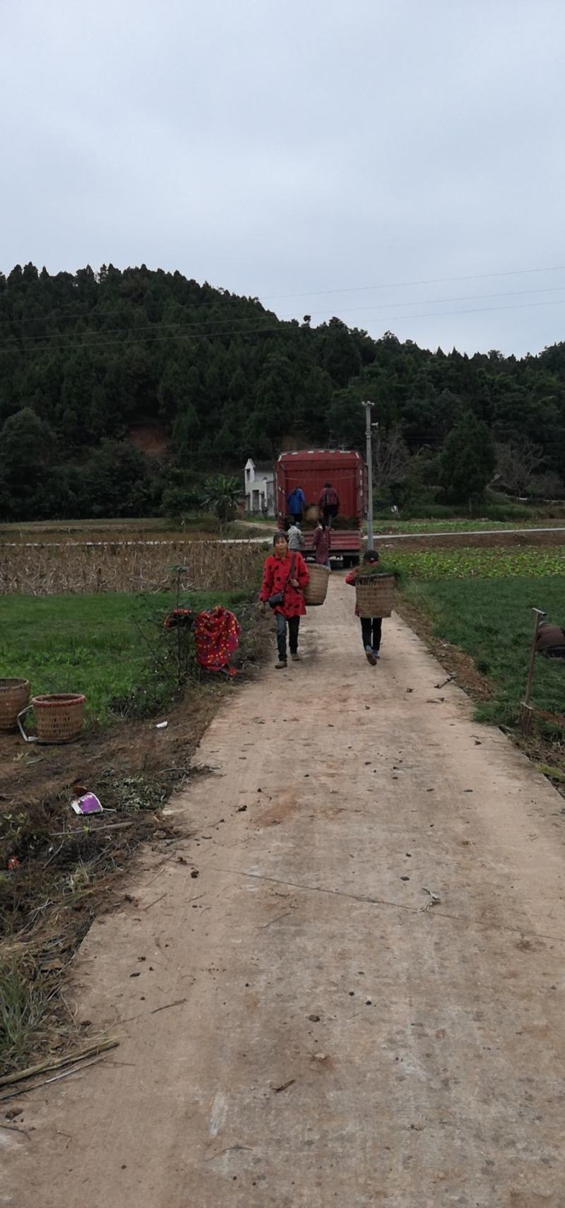 三台县产地绿化细叶麦冬苗子
