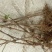 金银花苗0.4至10公分量大