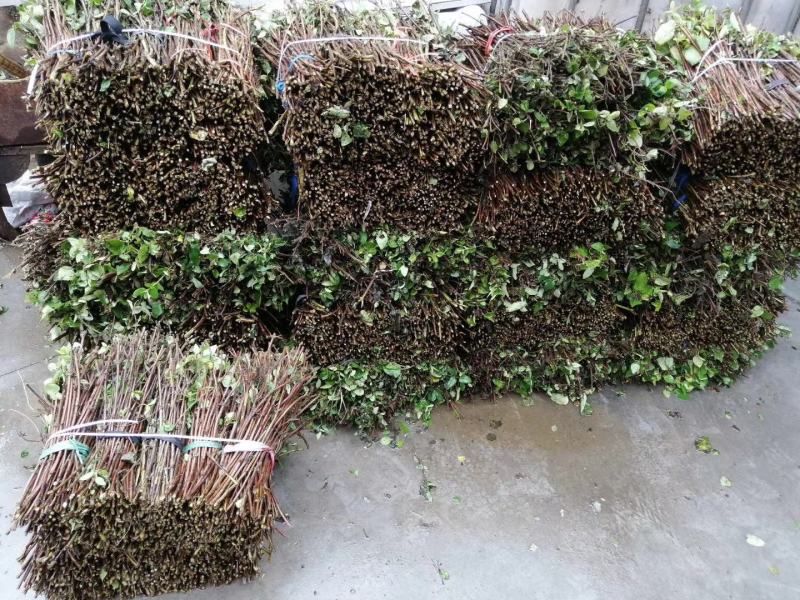 金银花苗0.4至10公分量大