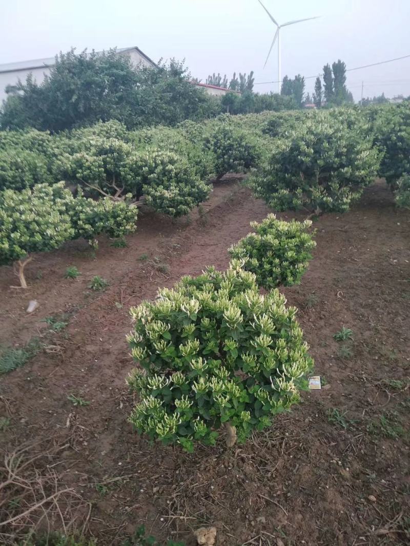 金银花苗0.4至10公分量大
