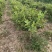 金银花苗0.4至10公分量大