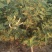 金银花苗0.4至10公分量大