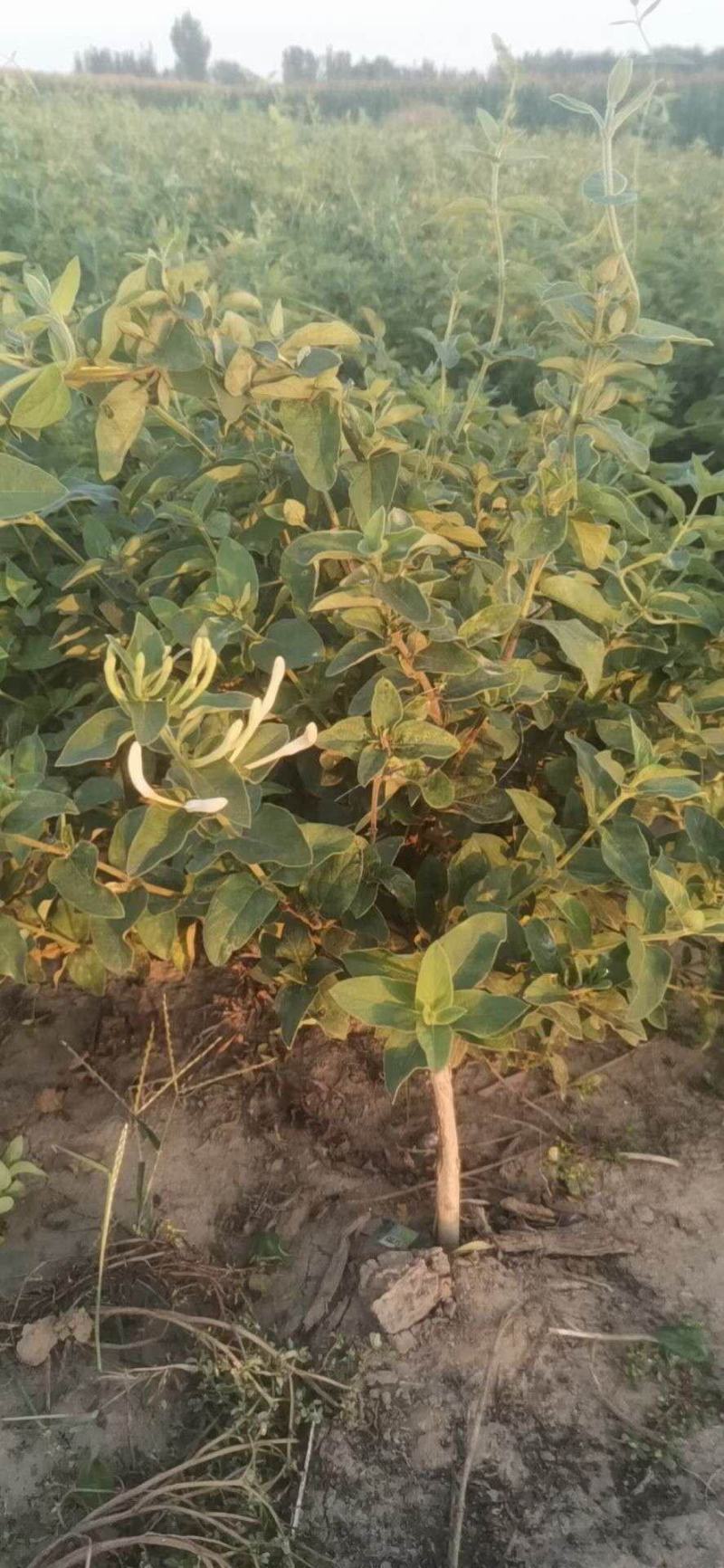 金银花苗0.4至10公分量大