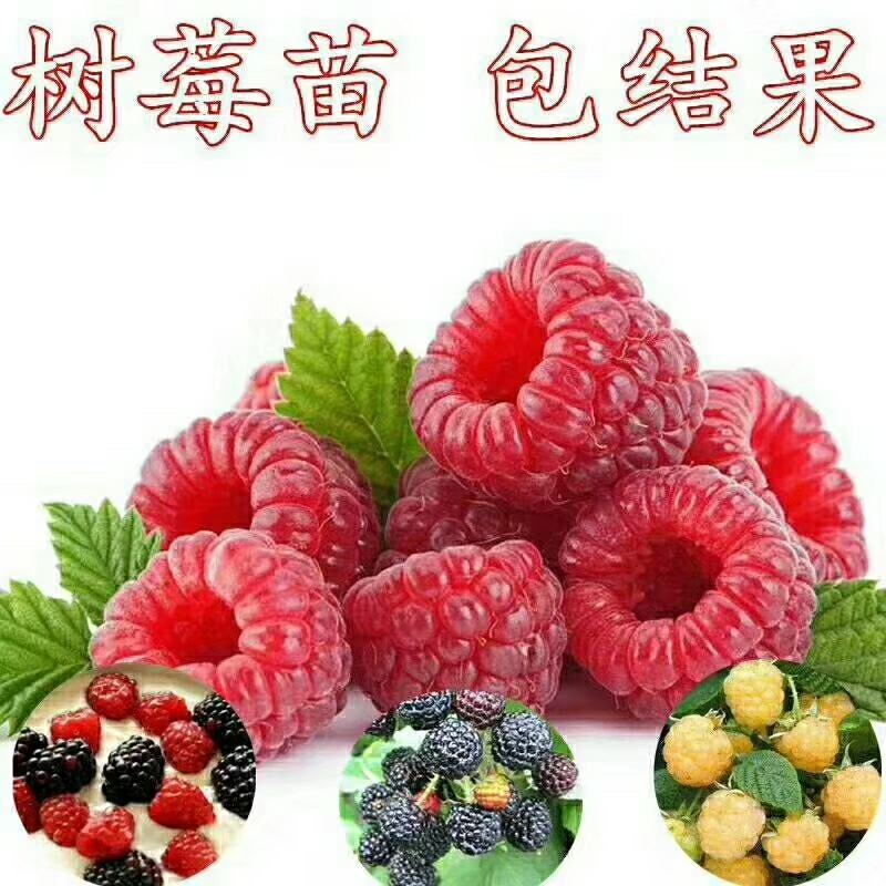 树莓苗覆盆子苗红莓苗黑莓苗黄莓苗
