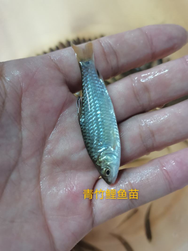 长期供应，货源充足，青竹鲤鱼，青竹，青竹鲩，军鱼苗。。。