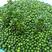 新采罗汉松种子雀舌罗汉松大叶小叶红芽台湾日本珍珠罗汉松树