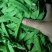 云南荷兰豆大量上市啦质量保证可以配货西蓝花茄子