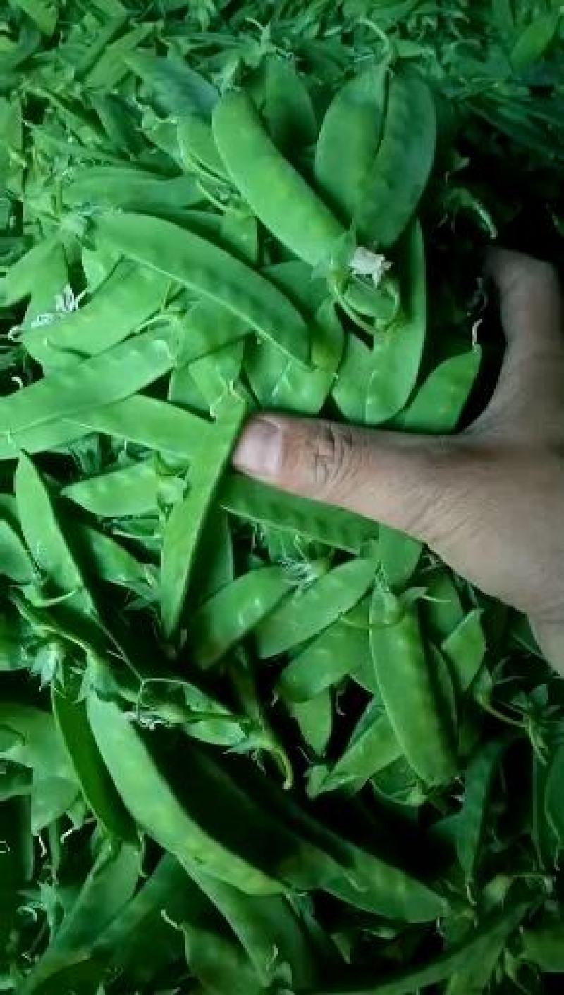 云南荷兰豆大量上市啦质量保证可以配货西蓝花茄子