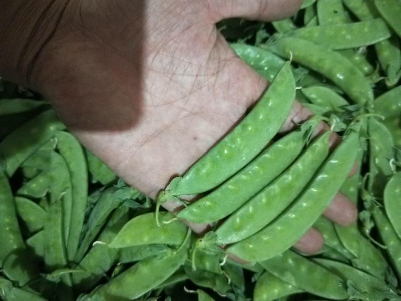 云南荷兰豆大量上市啦质量保证可以配货西蓝花茄子