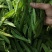 云南荷兰豆大量上市啦质量保证可以配货西蓝花茄子