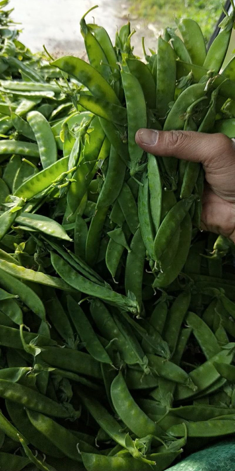 云南荷兰豆大量上市啦质量保证可以配货西蓝花茄子