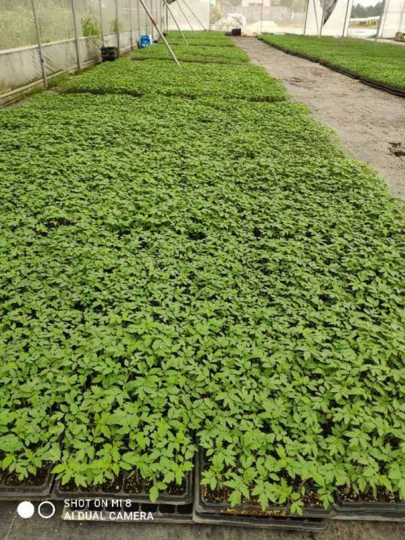 耐寒，耐雨水，果实圆形略扁，产量高，适应性广，硬果番茄