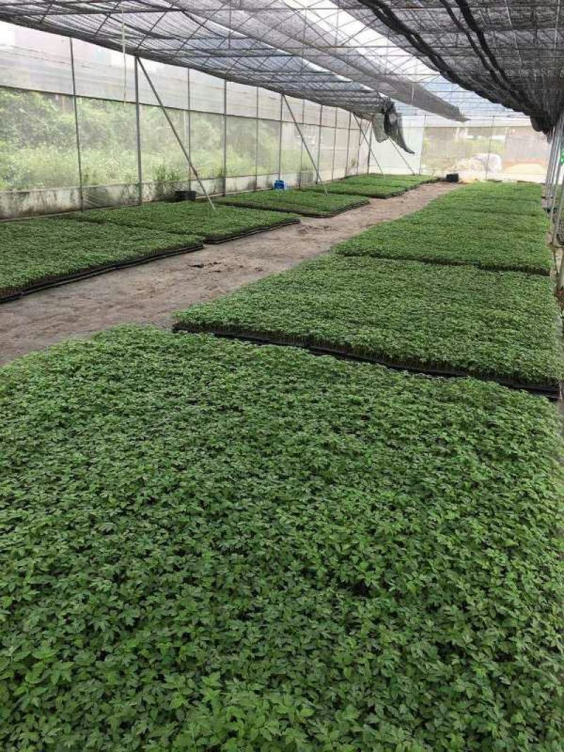 耐寒，耐雨水，果实圆形略扁，产量高，适应性广，硬果番茄