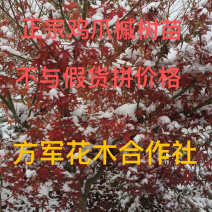 正宗鸡爪槭苗免费包邮不与假货拼价格假一罚十放心订购