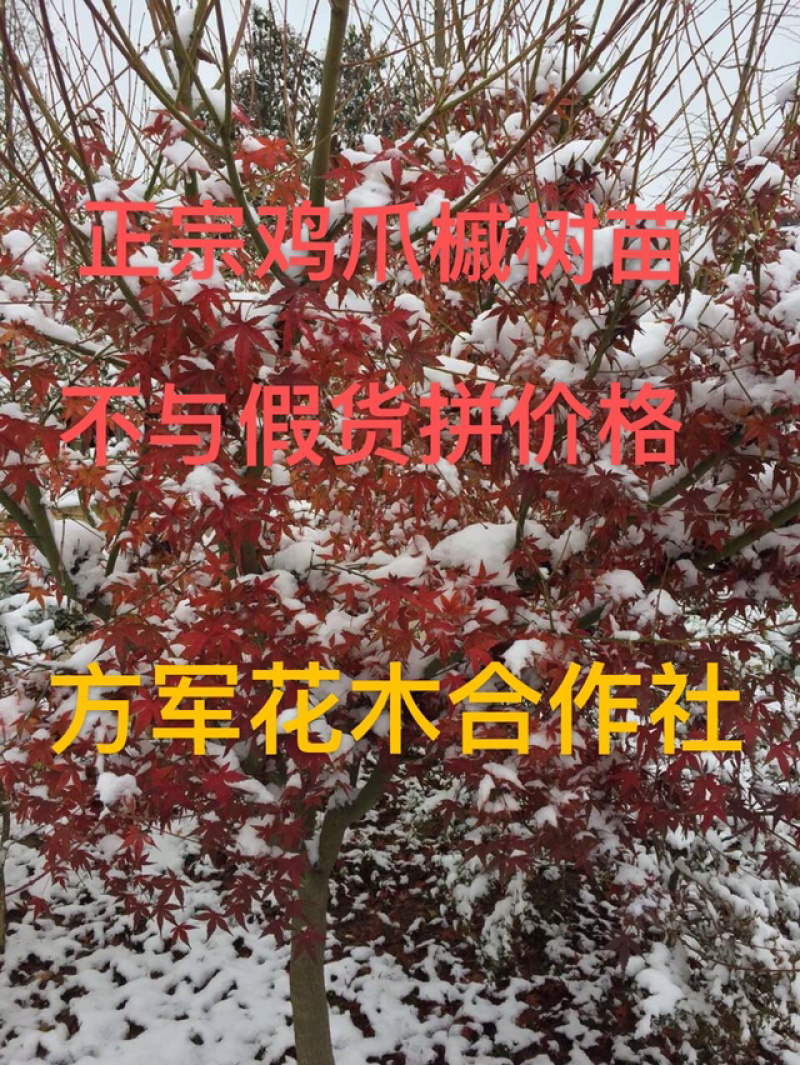 正宗鸡爪槭苗免费包邮不与假货拼价格假一罚十放心订购