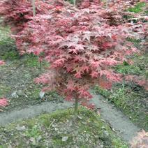 日本红枫1-4公分幼苗批发，精品树形，价格实惠可实地