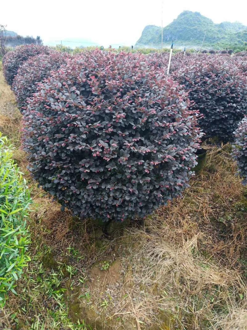 红花继木球60—1米5冠，市政普通精品