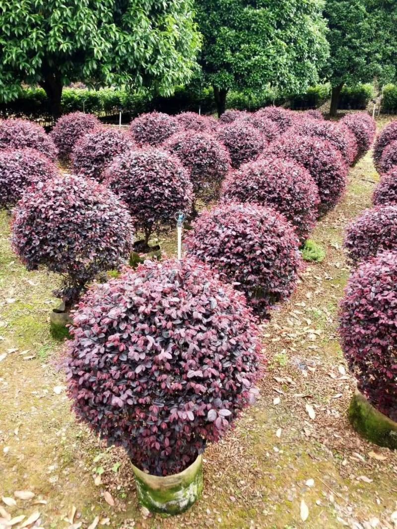 红花继木球60—1米5冠，市政普通精品